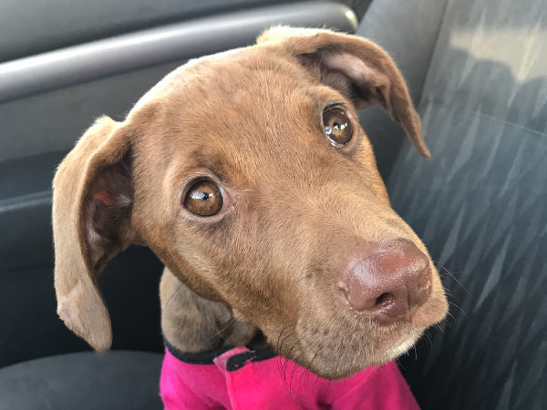 cuanto tiempo puede vomitar un perro antes de ir al hospital