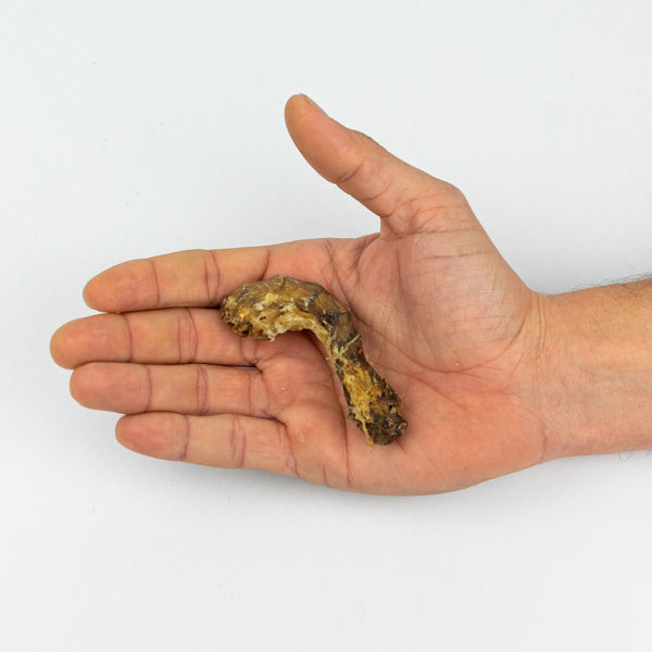 Cuello de pollo - Snackbar Vidanimal