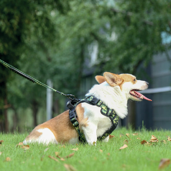 X-TRM Cronos Neon Flash Harness - Yellow and Orange
