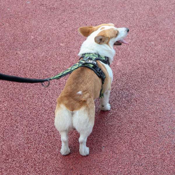 X-TRM Cronos Neon Flash Harness - Yellow and Orange