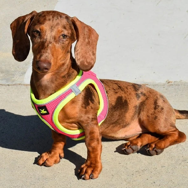 X-TRM Cronos Neon Flash Harness - Green and Orange