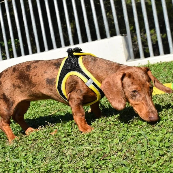 X-TRM Cronos Neon Flash Harness - Green and Orange