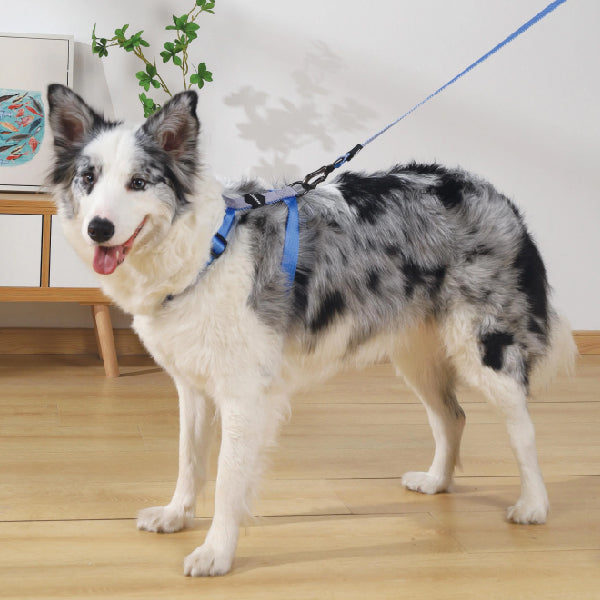M-PETS GENTLE DOG Correa acolchada 120 cm - Azul